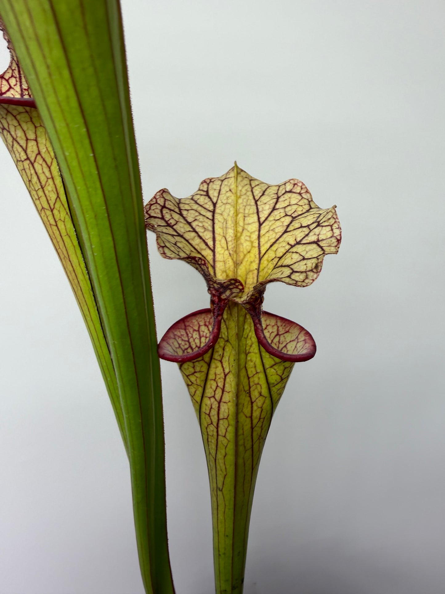 Sarracenia flava var. rubricorpora x Strawberry Milkshake