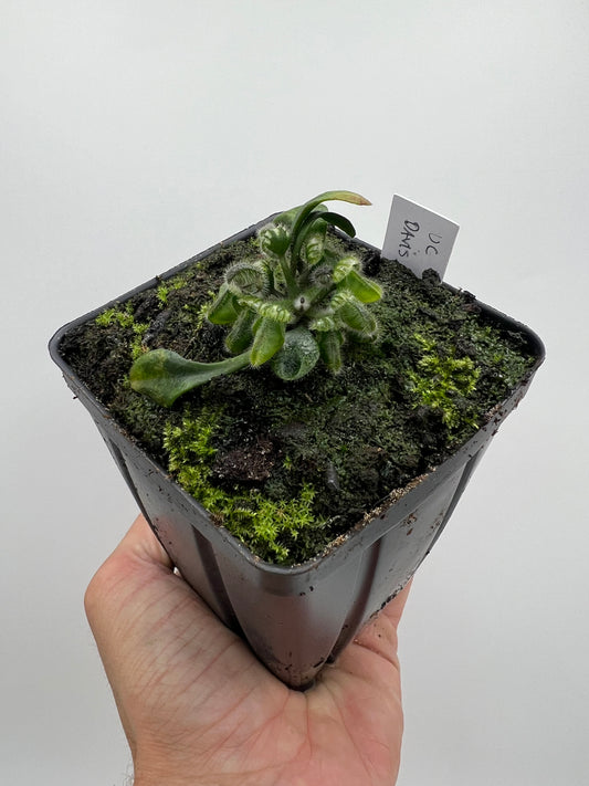 Cephalotus follicularis “UC Davis”