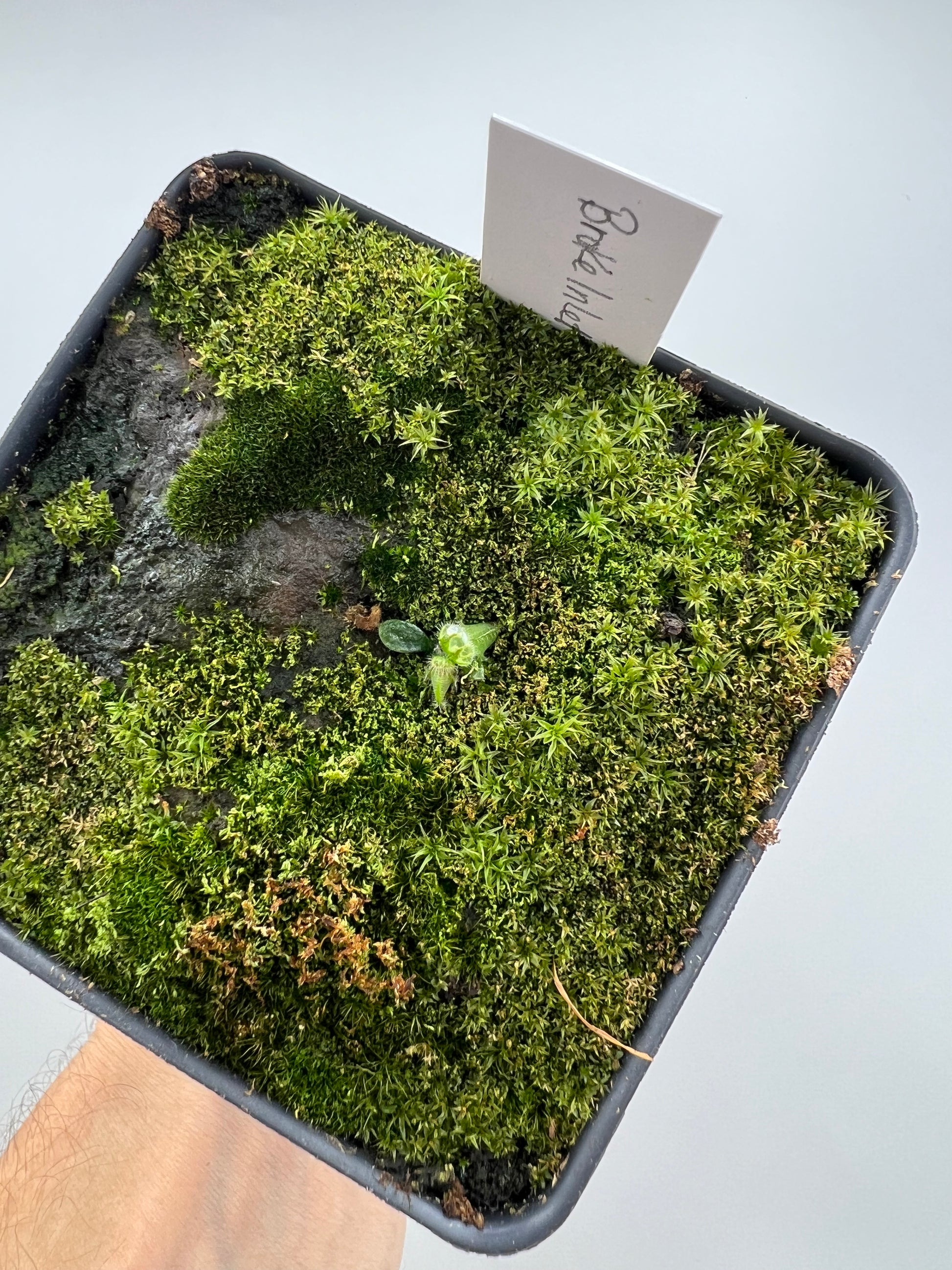 Cephalotus follicularis “Broke Inlet” – Little Carnivores