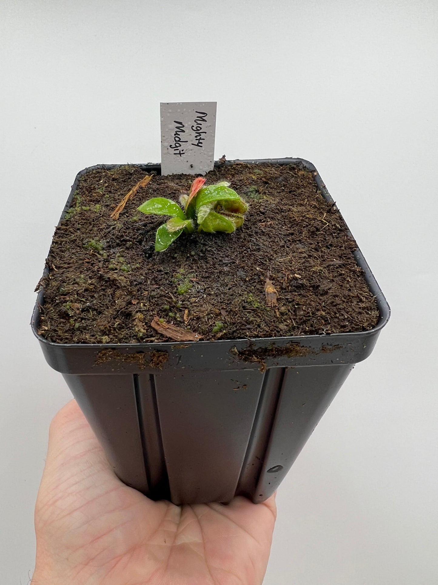 Cephalotus follicularis “Mighty Midget” - *Rare*