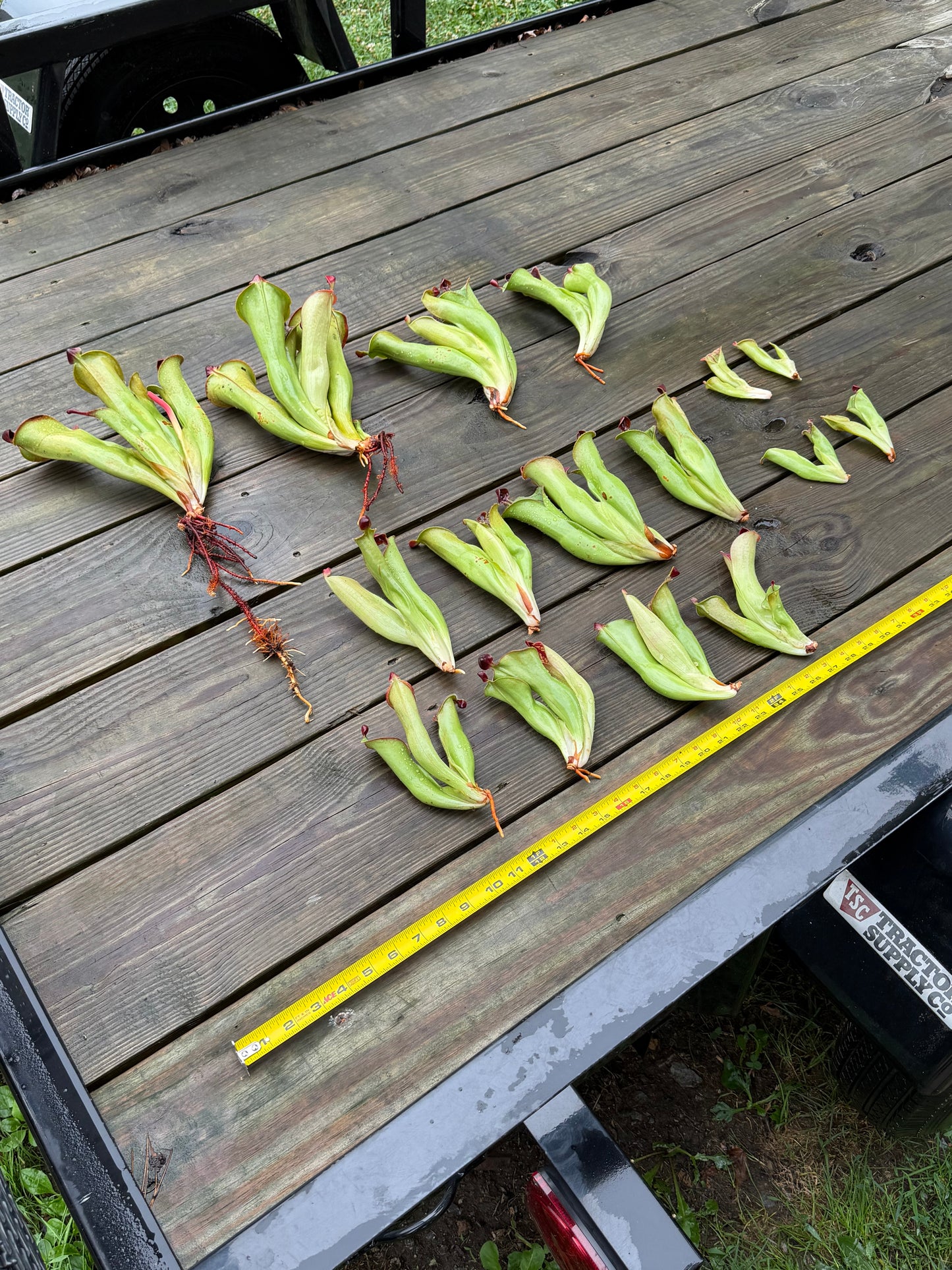 Heliamphora macdonaldae - Fresh Divisions (2026)