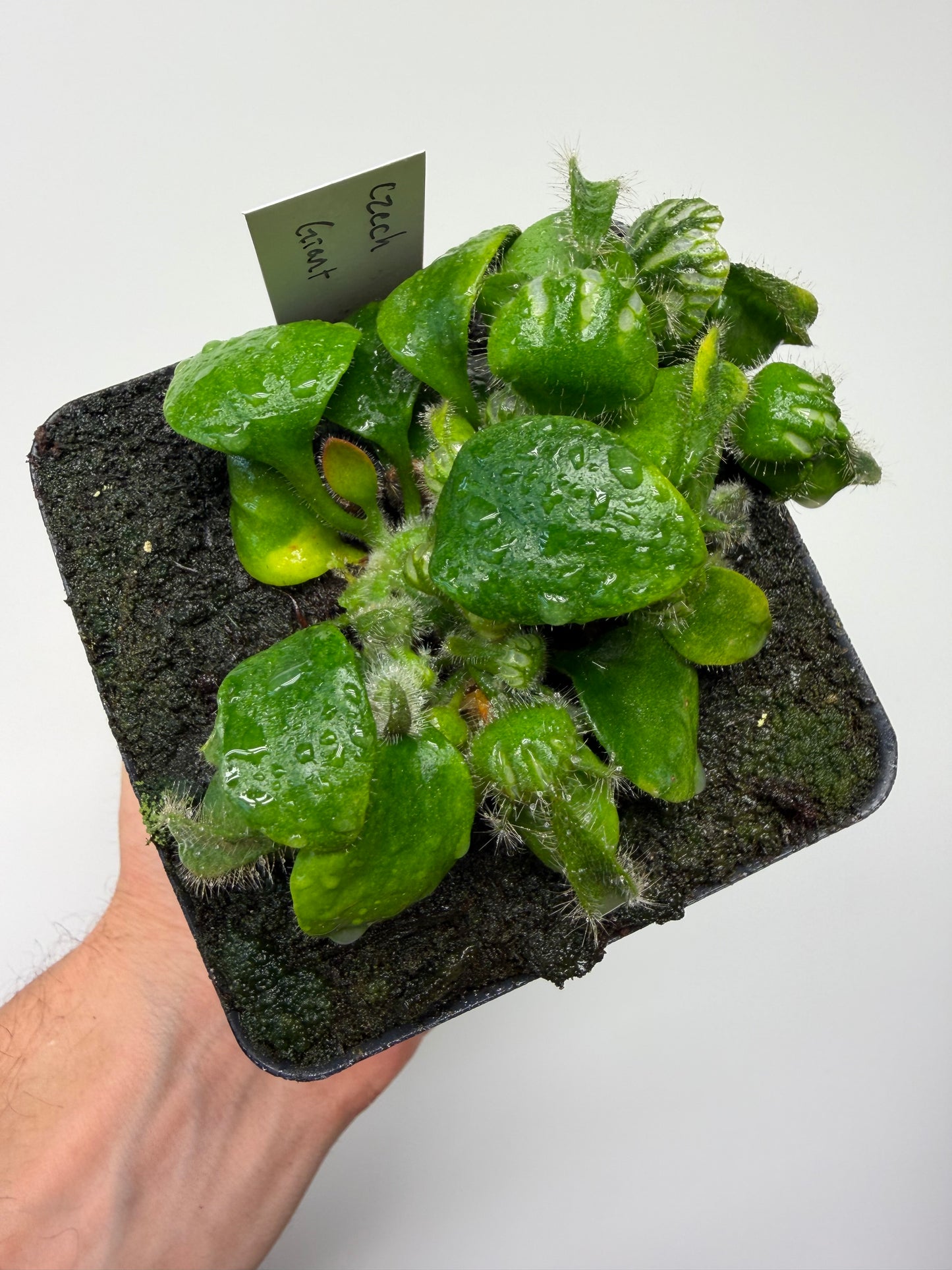 Cephalotus follicularis “Czech Giant”