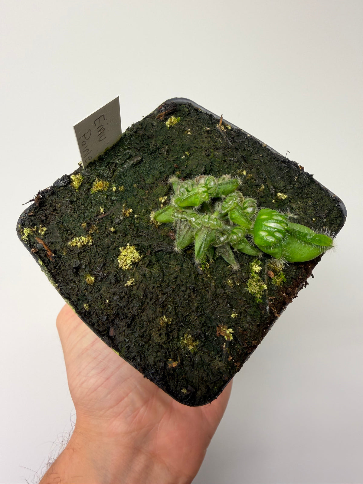 Cephalotus follicularis “Emu Pointe” #6