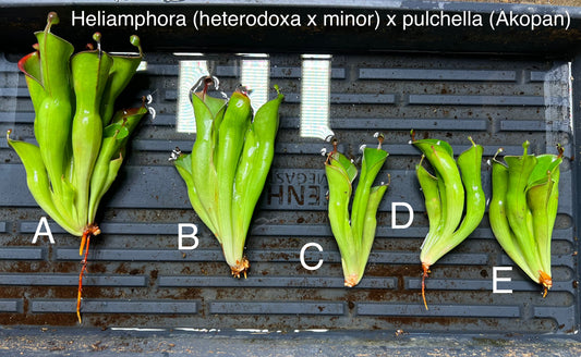 Heliamphora (heterodoxa x minor) x pulchella (Akopan) - Fresh Divisions