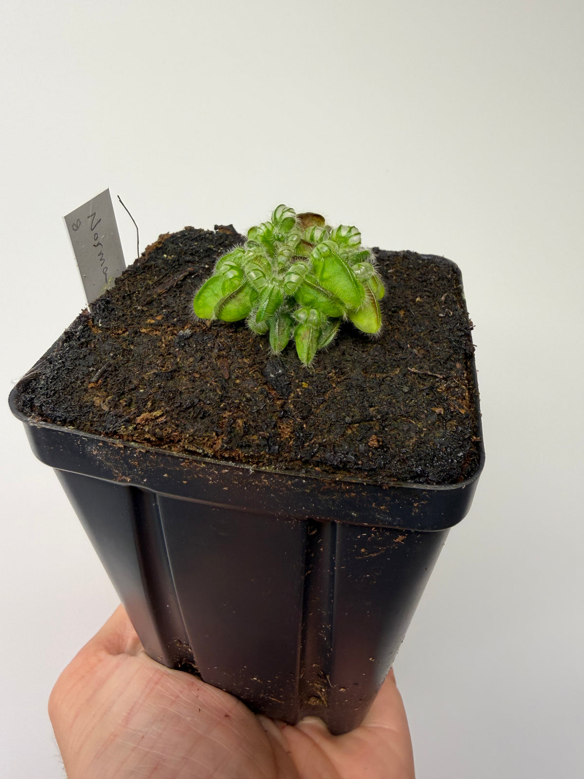 Cephalotus follicularis “Norma” #8
