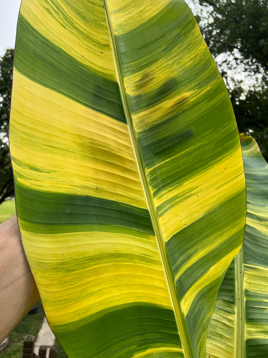 Musa acuminata ‘Papua’ - Variegated Banana *Rare*