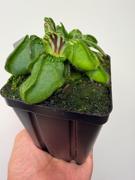 Cephalotus follicularis “Brewers Giant”