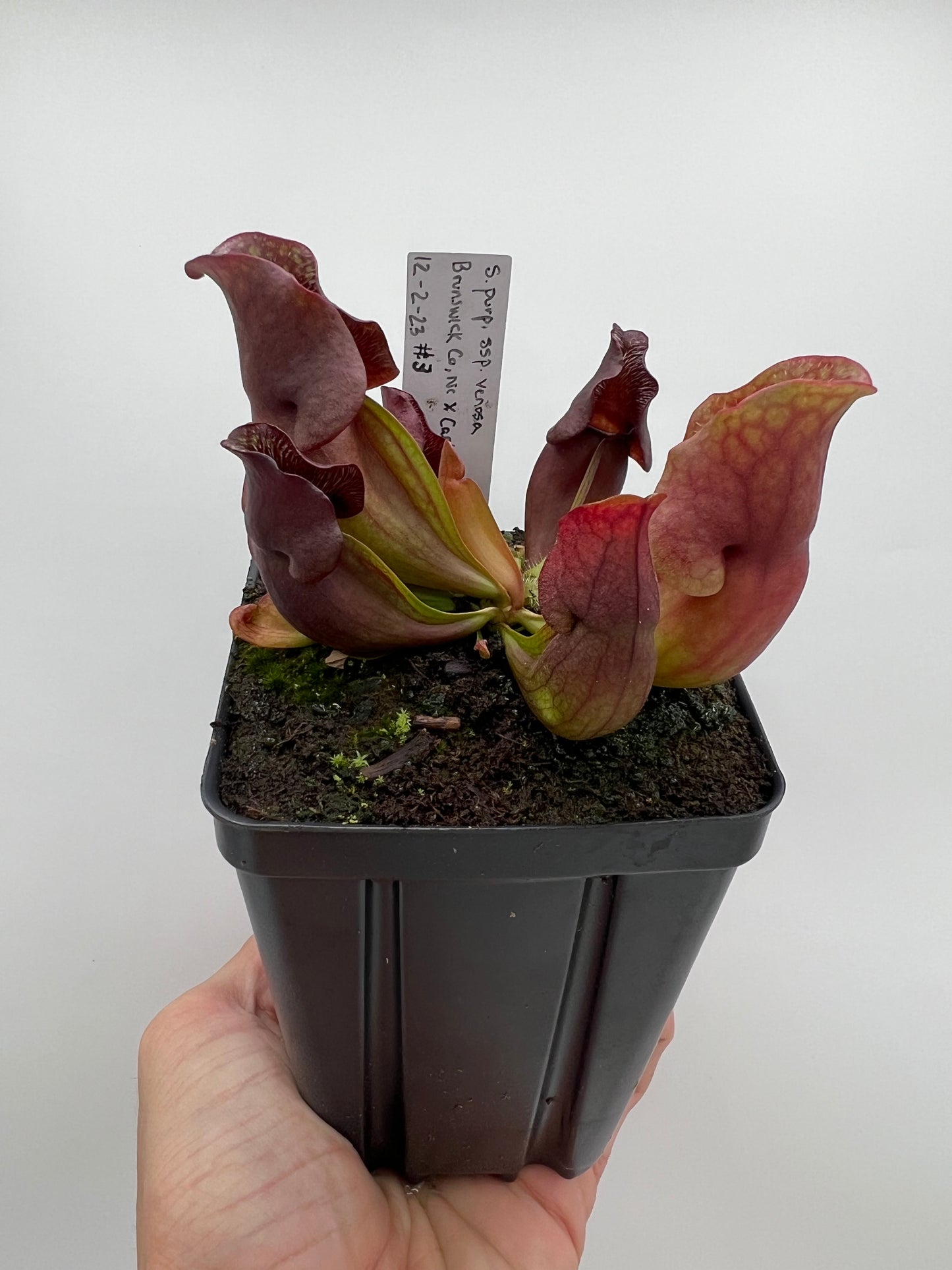 Sarracenia purpurea ssp. venosa (Brunswick Co, NC x Carteret Co, NC)  - Seed Grown #3