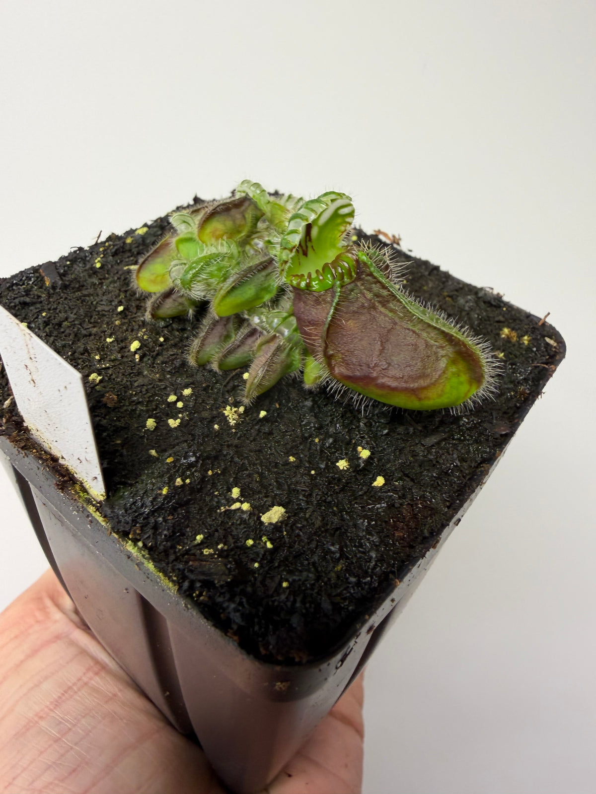 Cephalotus follicularis “Hampshire Red” #10
