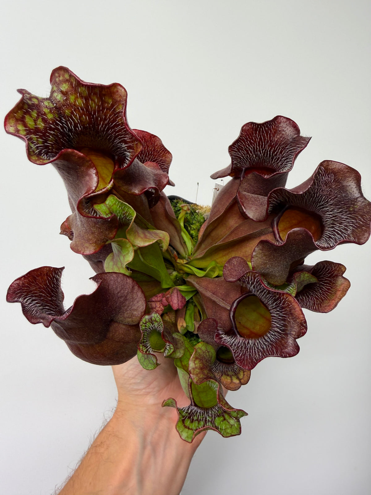 Sarracenia purpurea ssp. venosa (Brunswick Co, NC x Carteret Co, NC)  - Seed Grown #10