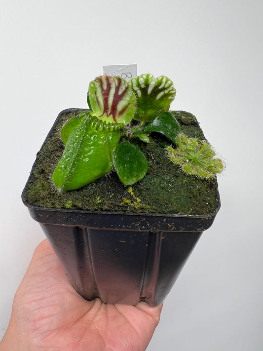 Cephalotus follicularis “Brewers Giant”