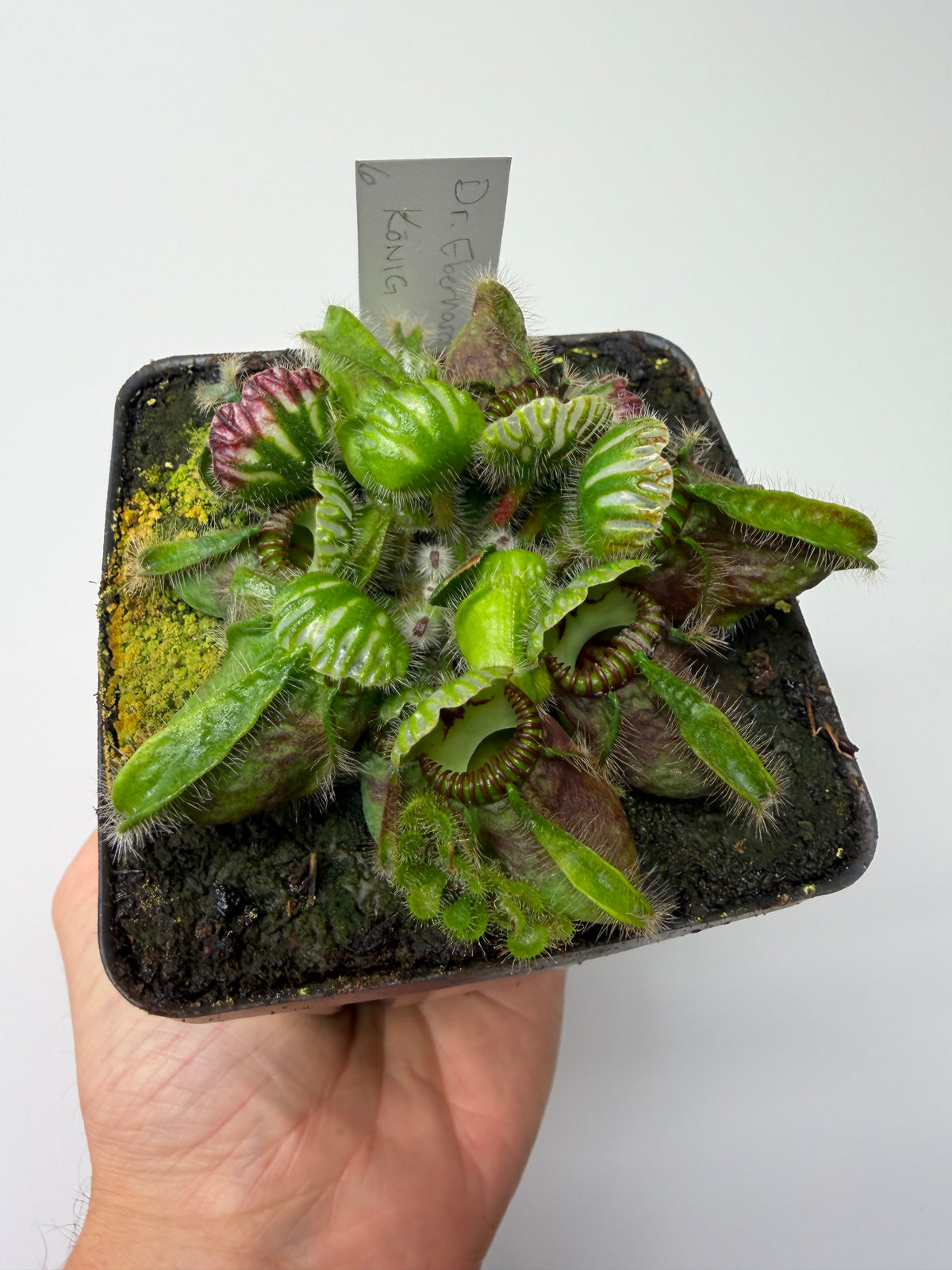 Cephalotus follicularis “Dr. Eberhard König” #6