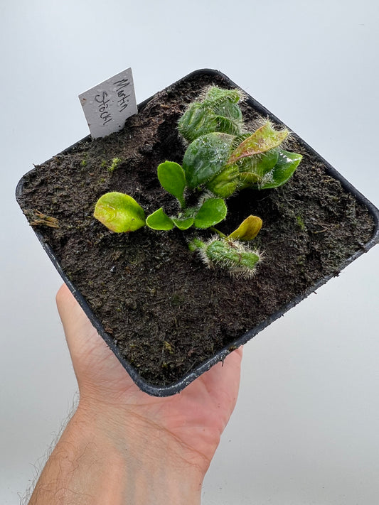 Cephalotus follicularis “Martin Stöckl”