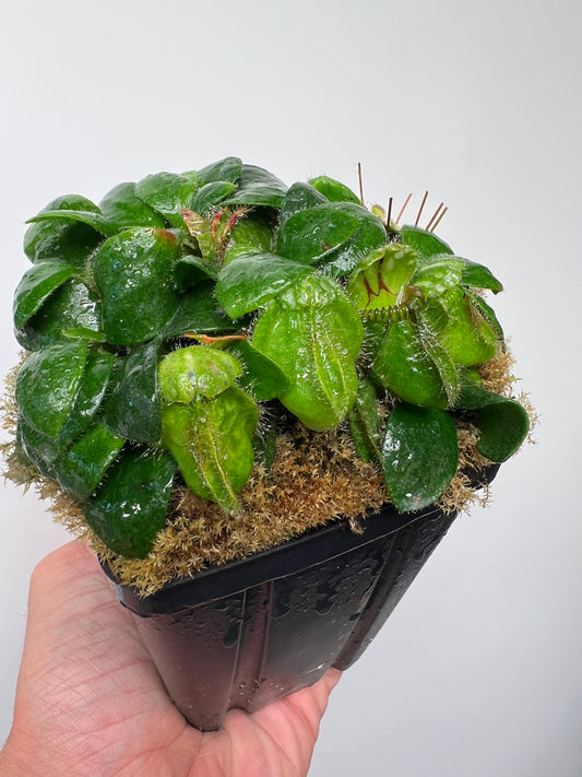 Cephalotus follicularis - Typical #25