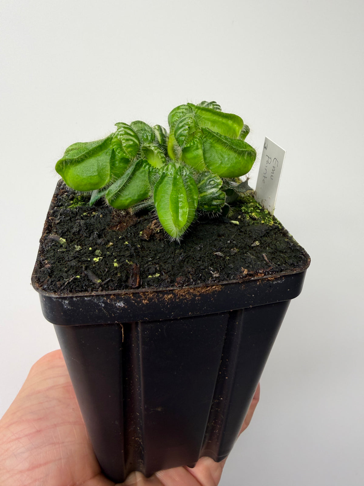 Cephalotus follicularis “Emu Pointe” #3