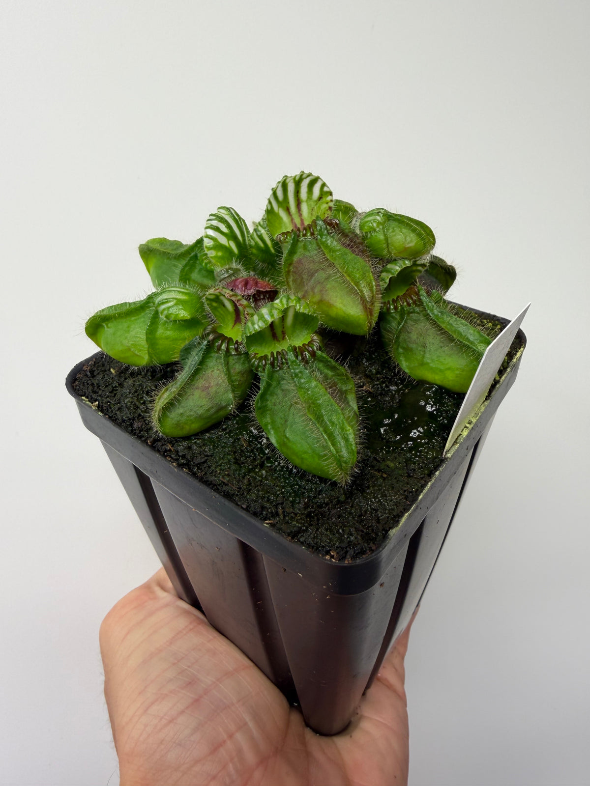 Cephalotus follicularis “Hampshire Red” #2