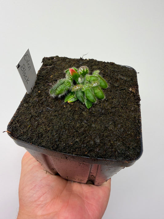 Cephalotus follicularis ‘Eden Black’ - *Rare* (4)