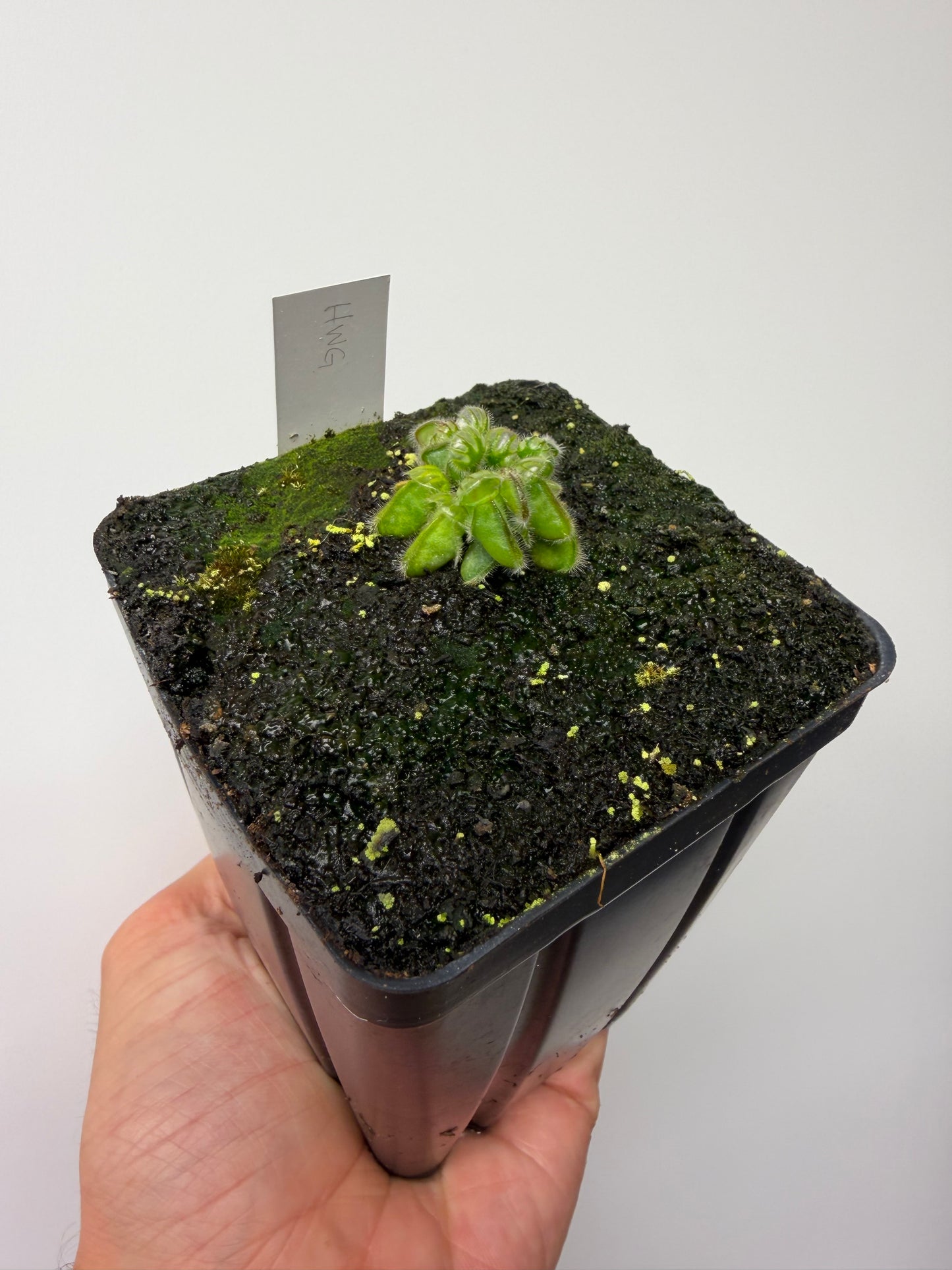 Cephalotus follicularis “Harald Weiner Giant” (aka True Giant) - *Rare*