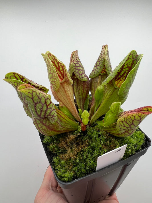 Sarracenia purpurea var. montana (Transylvania Co, NC) - Seed Grown #9