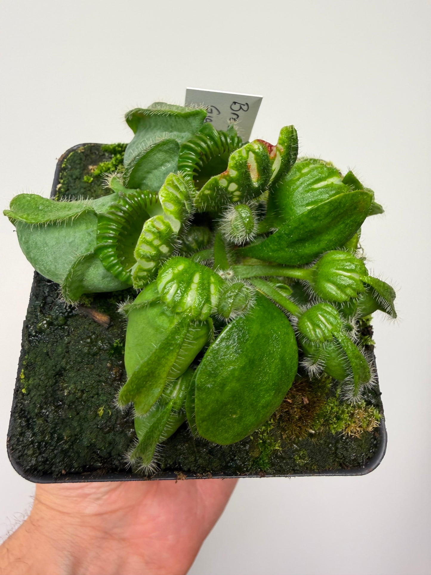 Cephalotus follicularis “Brewers Giant”