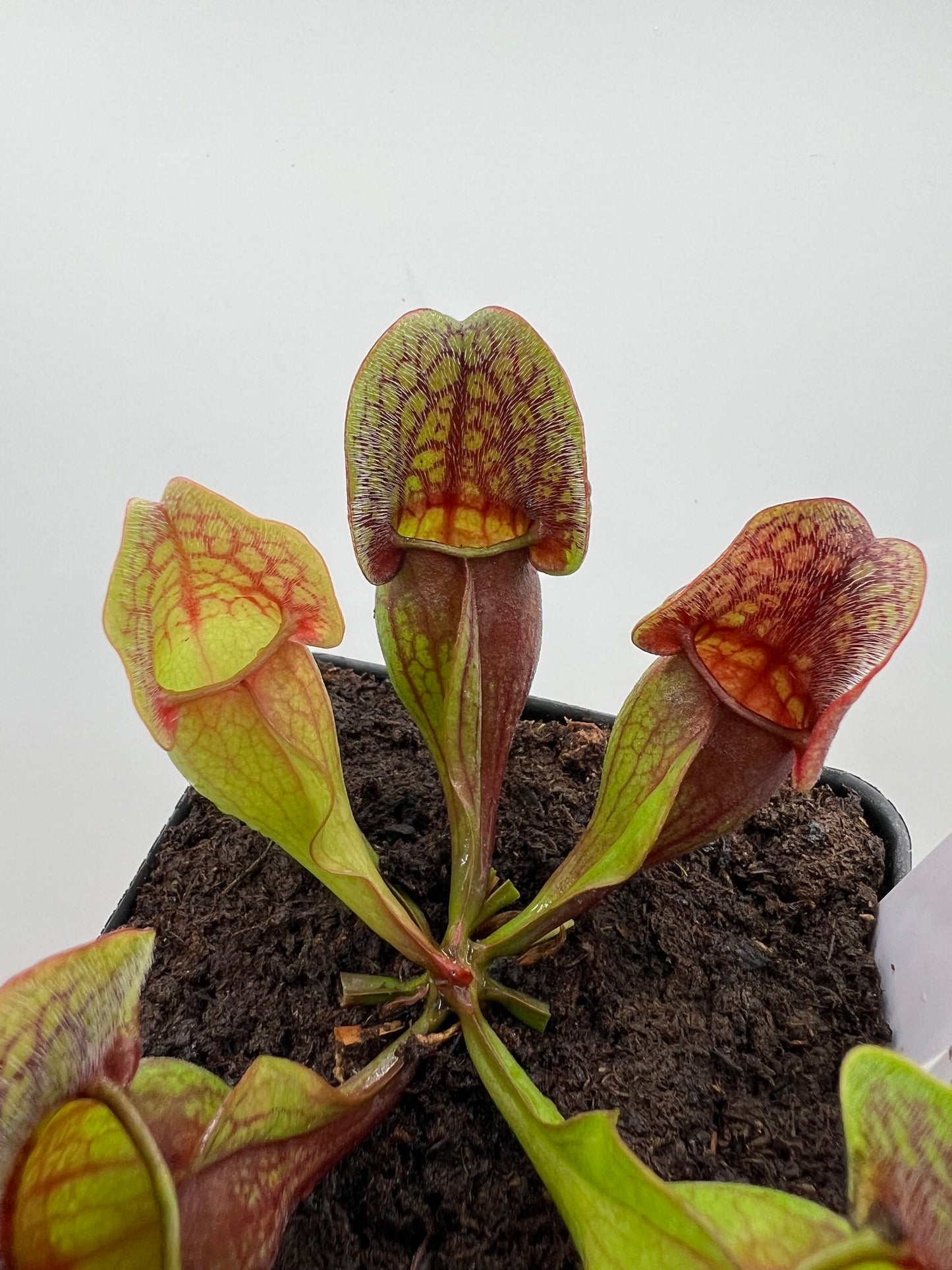 Sarracenia purpurea ssp. purpurea (Centre Co, PA) x (Ocean Co, NJ) - Seed Grown #7