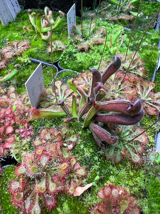 Heliamphora sarracenioides (AW-H-Sar-02SG)