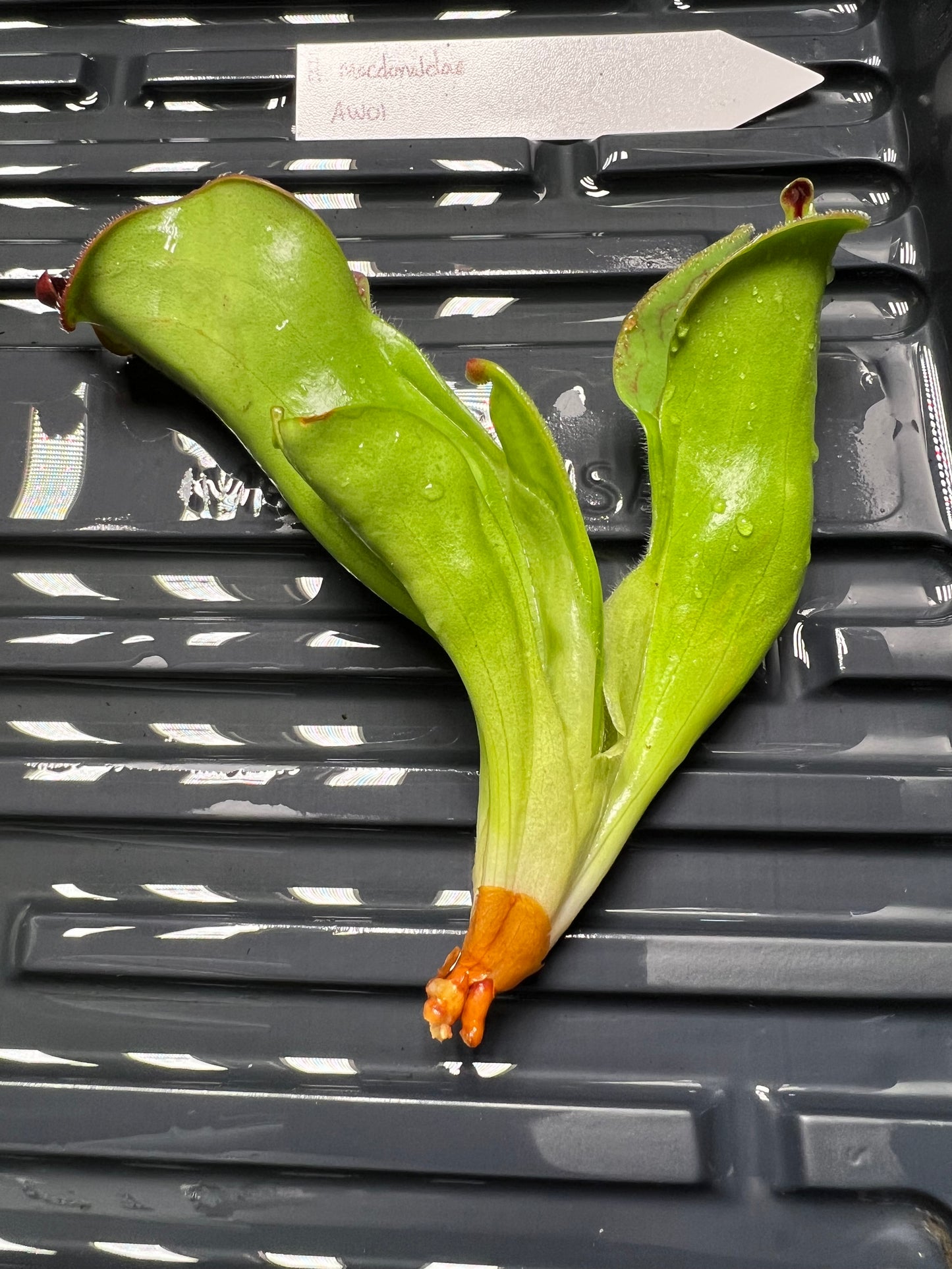 Heliamphora macdonaldae AW01 - Fresh Division - *Rare*