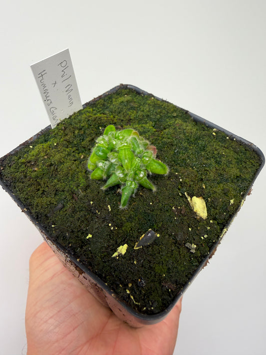 Cephalotus follicularis “Phil Mann” x “Hummers Giant”