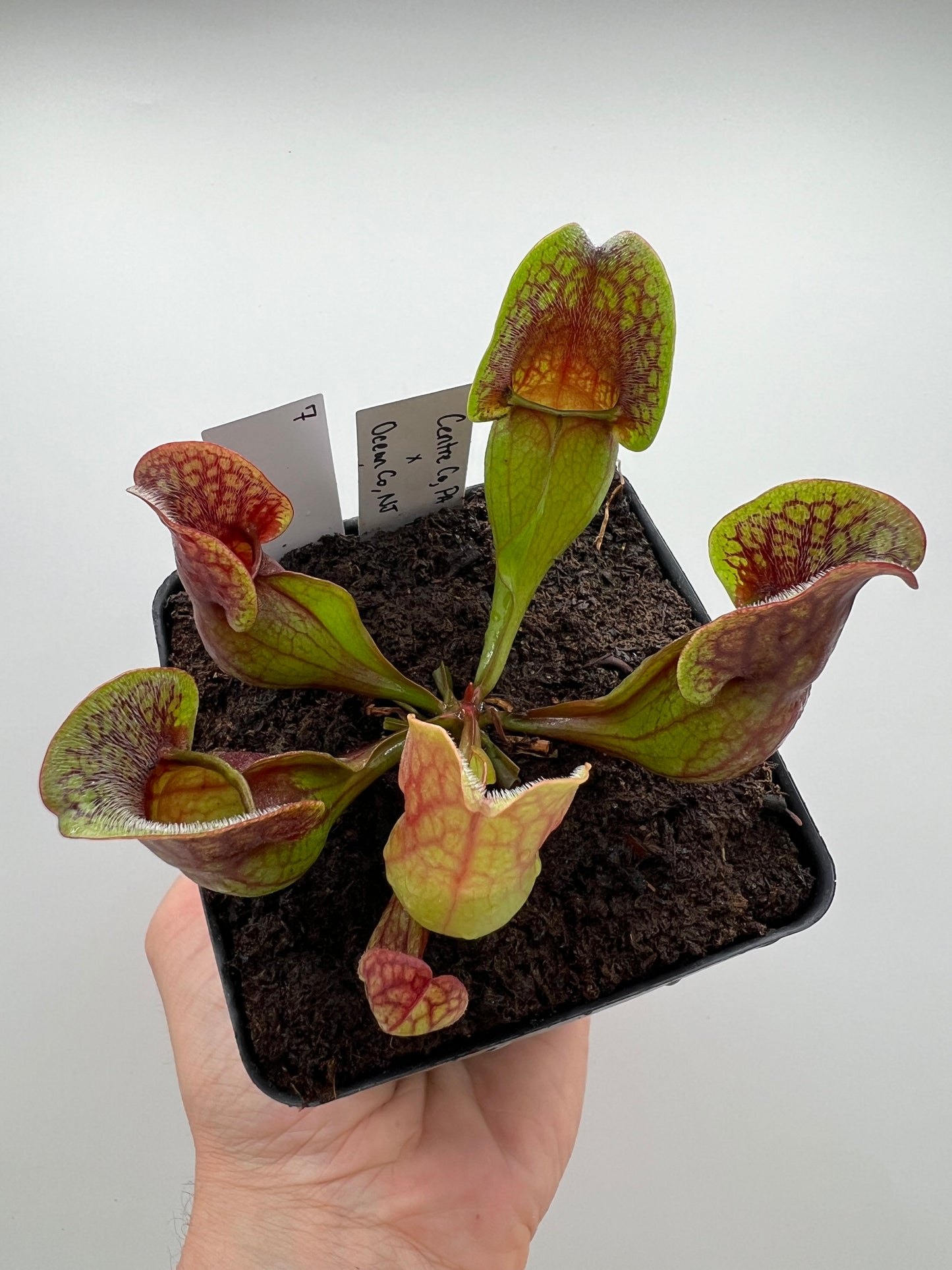 Sarracenia purpurea ssp. purpurea (Centre Co, PA) x (Ocean Co, NJ) - Seed Grown #7