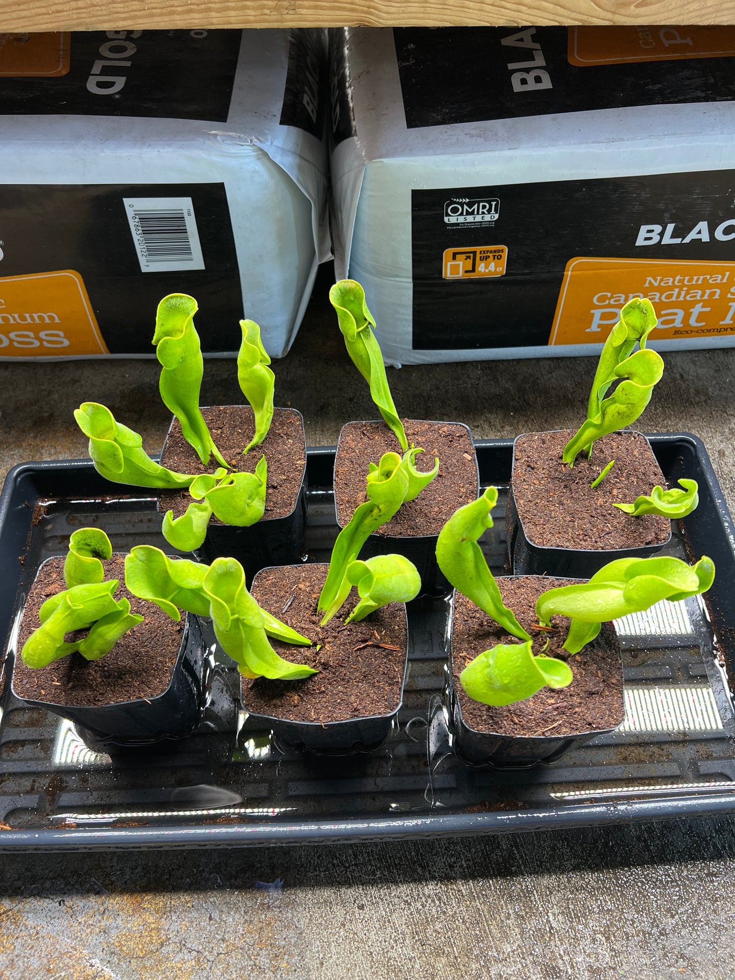 Sarracenia purpurea ssp. purpurea f. heterophylla - Fresh Potted Divisions