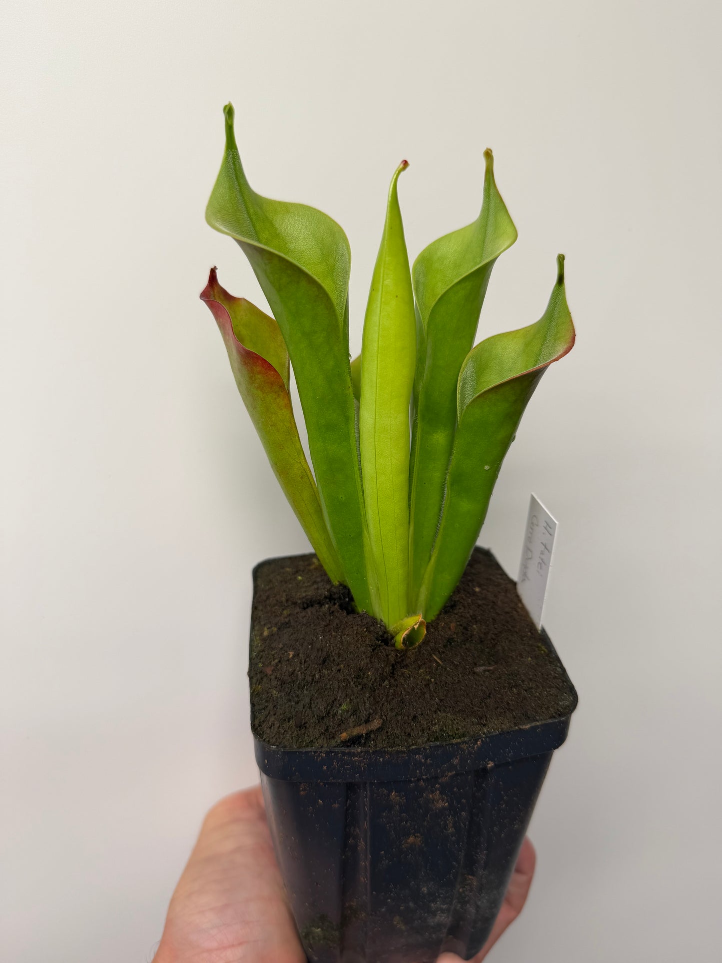 Heliamphora tatei (Cerro Duida)