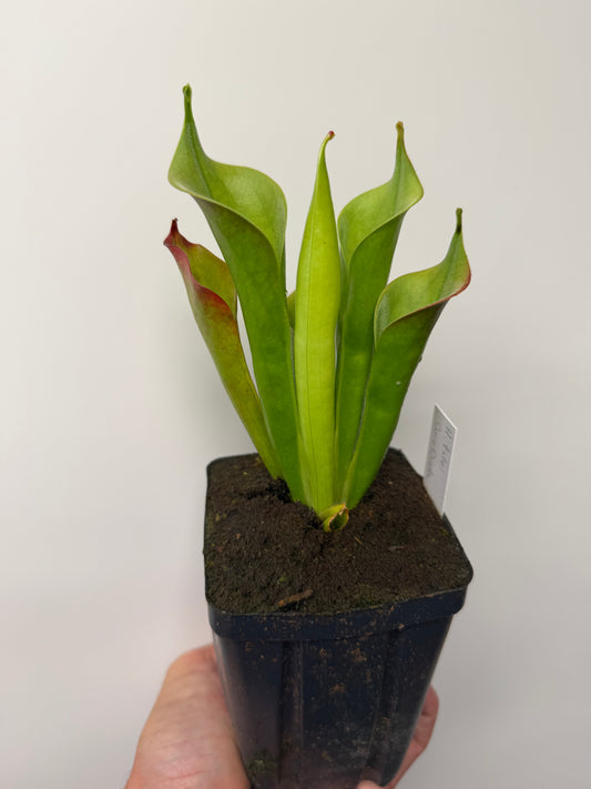 Heliamphora tatei (Cerro Duida)