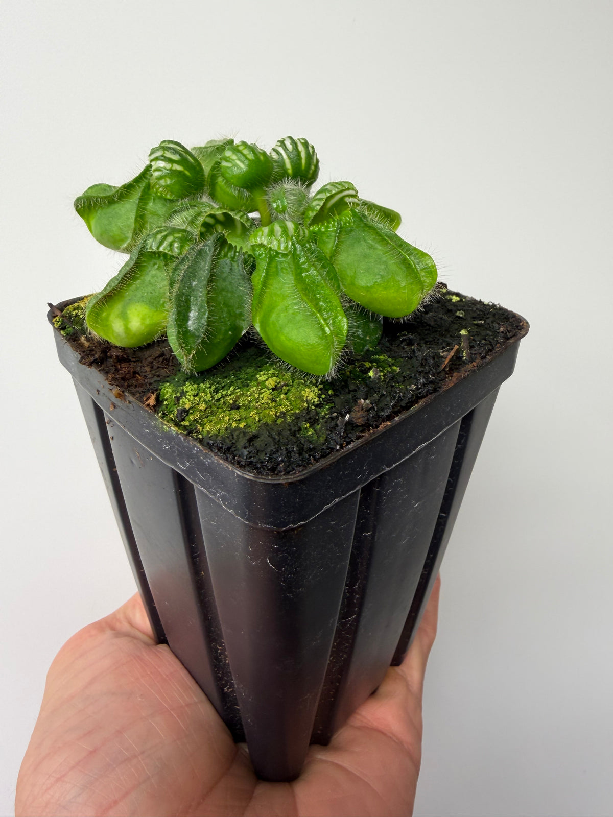 Cephalotus follicularis “Emu Pointe” #3