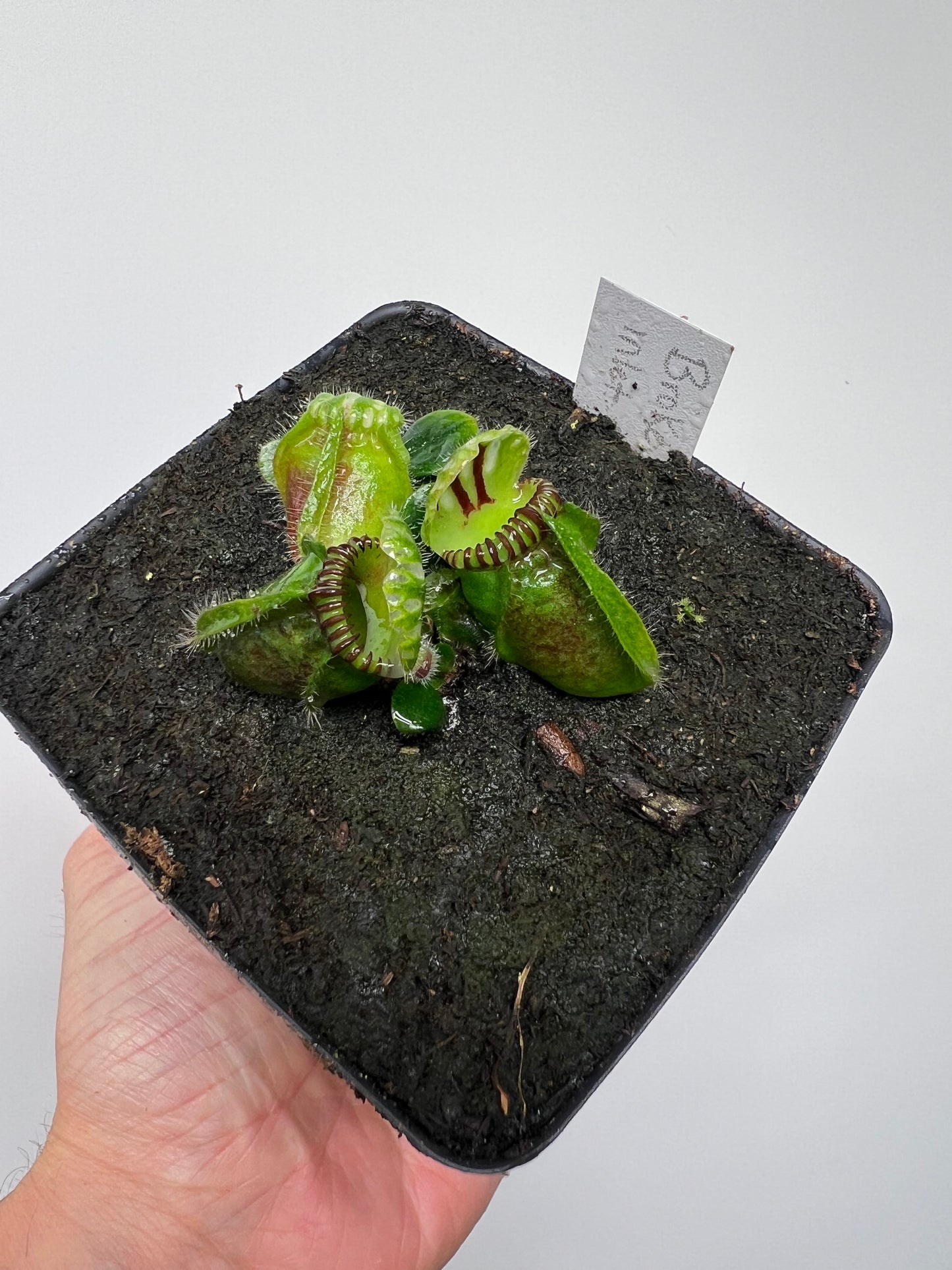 Cephalotus follicularis “Broke Inlet”