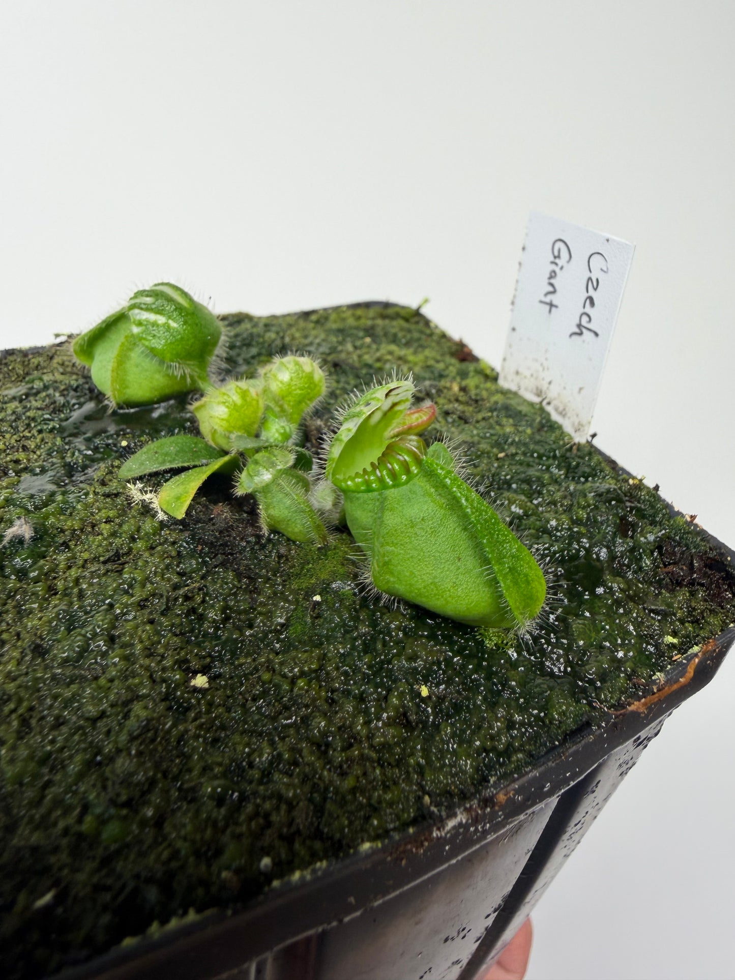 Cephalotus follicularis “Czech Giant”