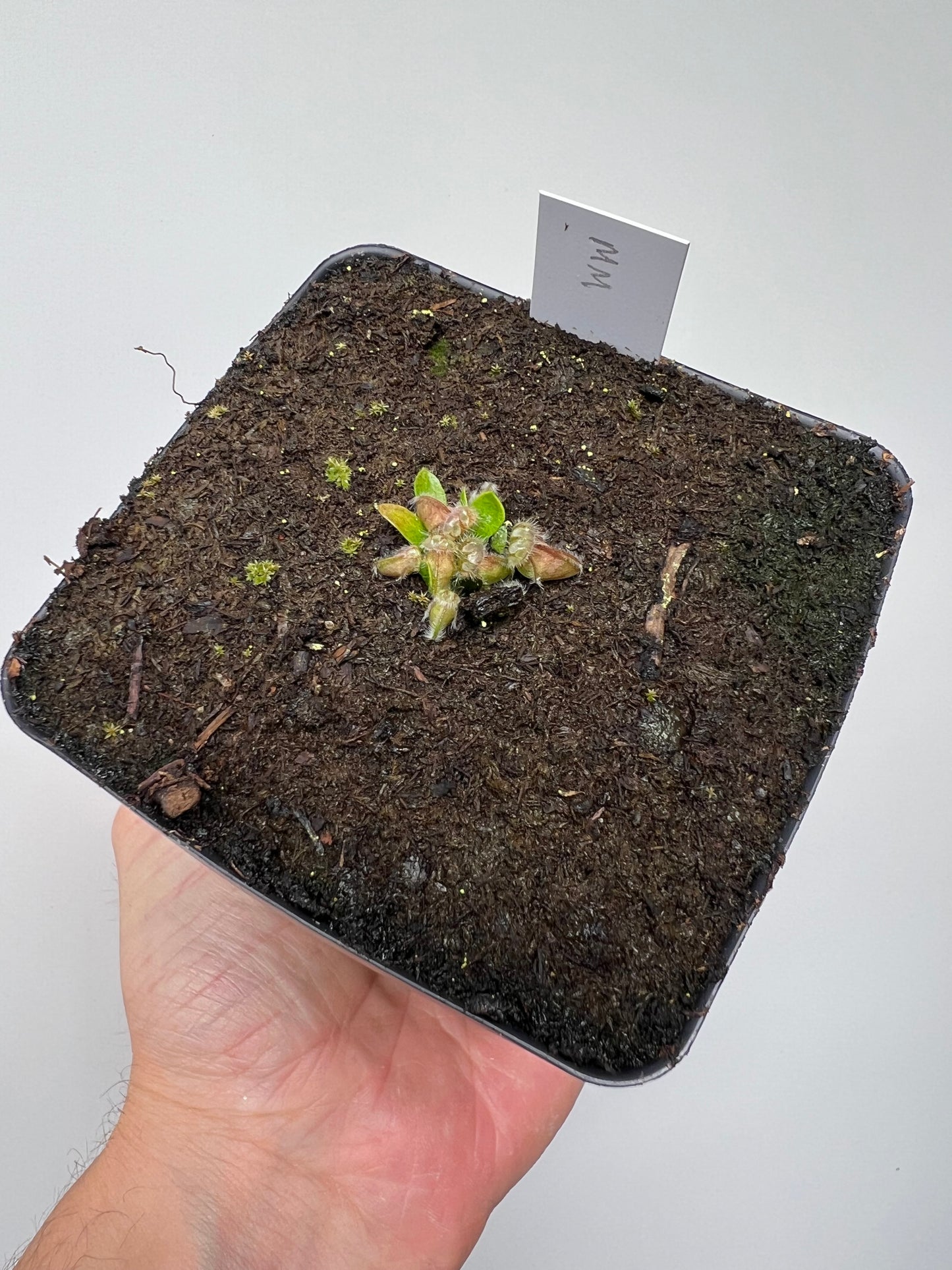 Cephalotus follicularis “Mighty Midget” - *Rare*