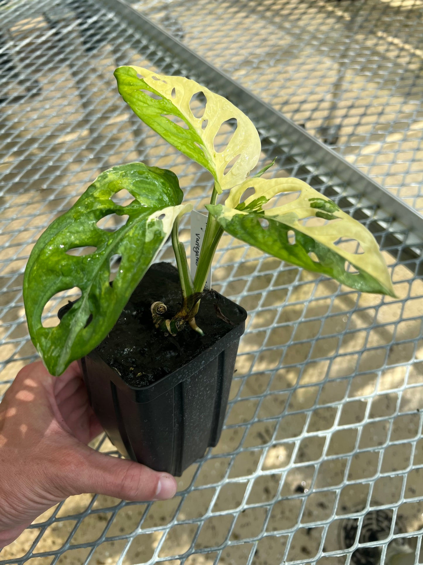 Monstera adansonii “Tricolor” LC