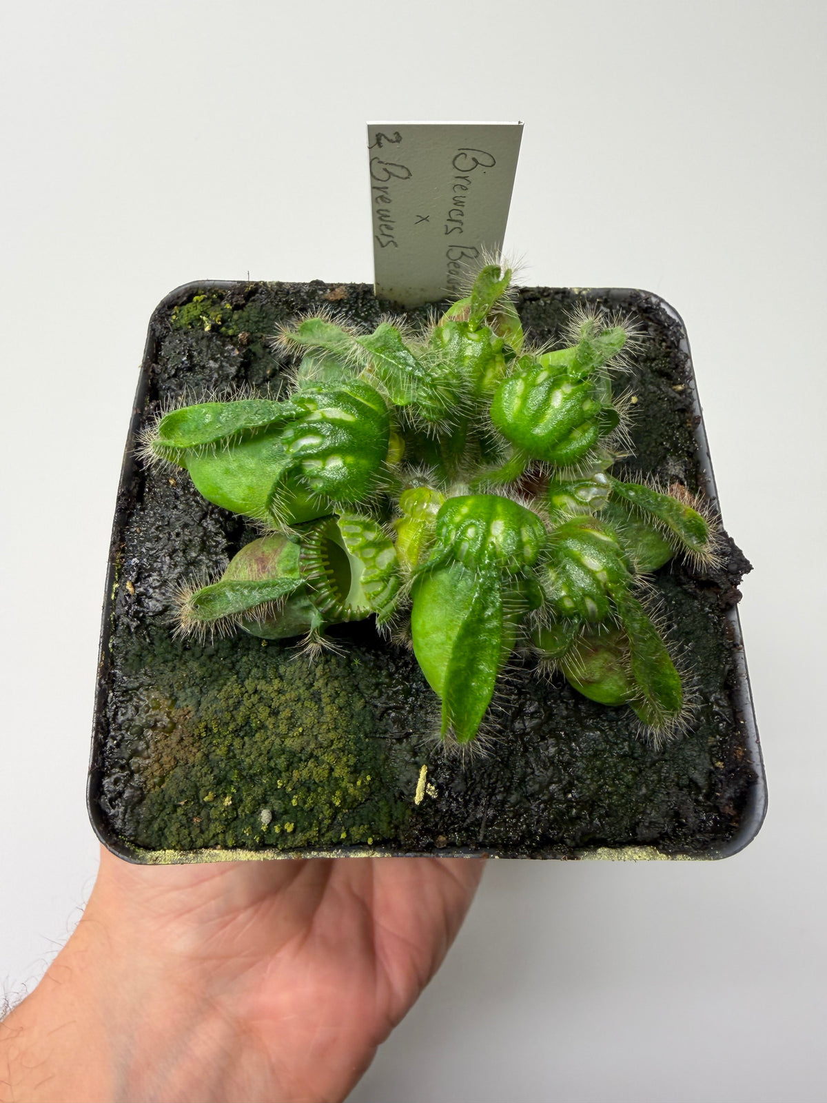 Cephalotus follicularis “Brewers Beauty” x “Brewers” #2