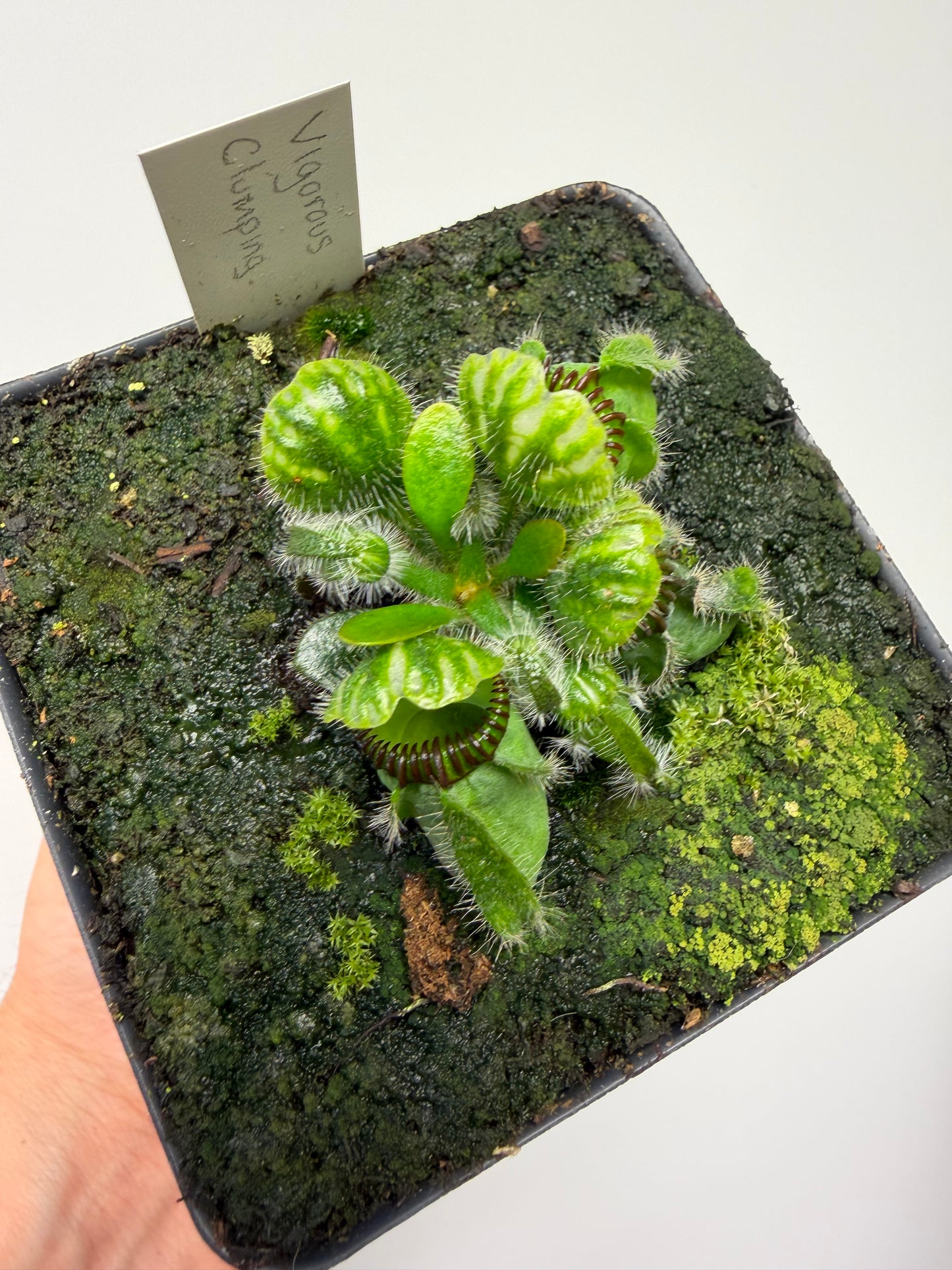 Cephalotus follicularis “Vigorous Clumping” - Stephen Morley