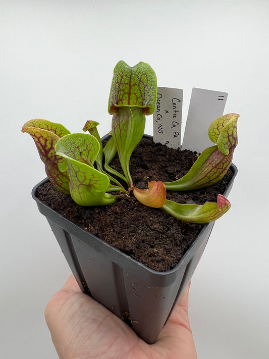 Sarracenia purpurea ssp. purpurea (Centre Co, PA) x (Ocean Co, NJ) - Seed Grown #11