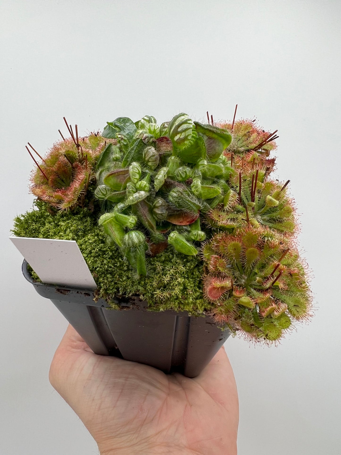 Cephalotus follicularis - Typical #24