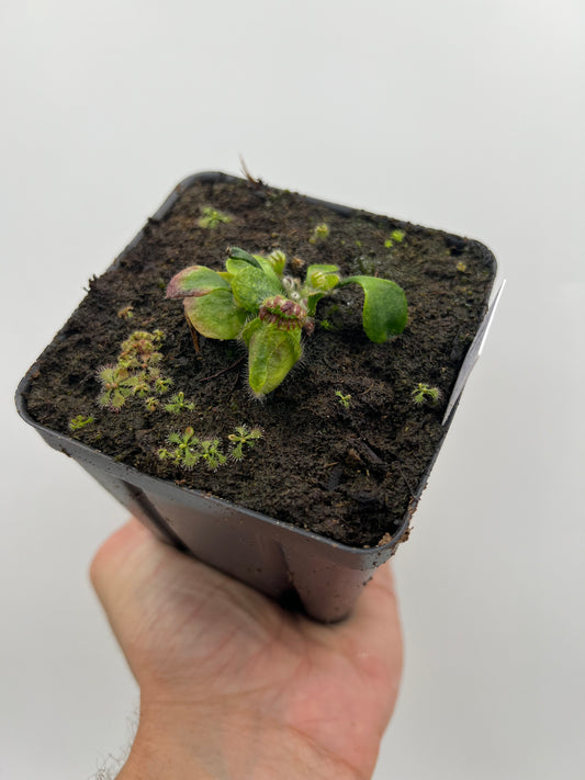 Cephalotus follicularis “UC Davis”