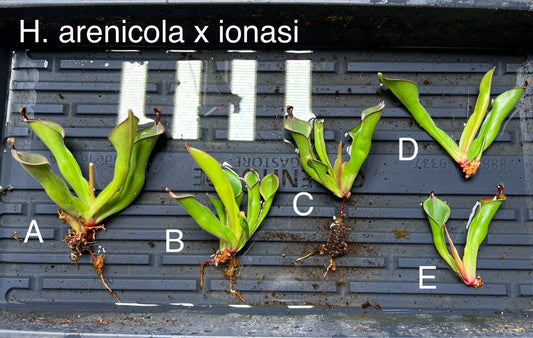 Heliamphora arenicola x ionasi - Fresh Divisions