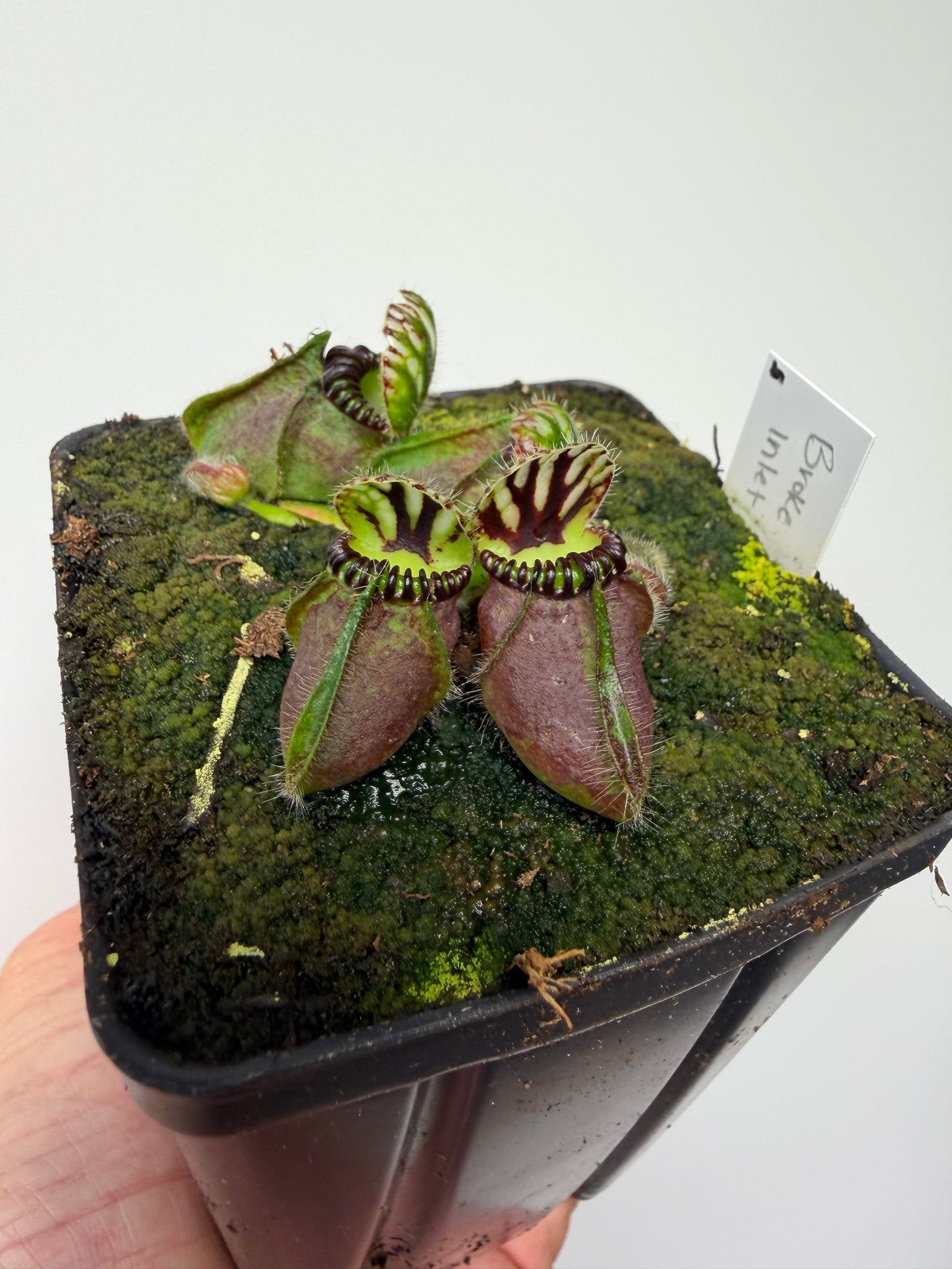 Cephalotus follicularis “Broke Inlet” (5)