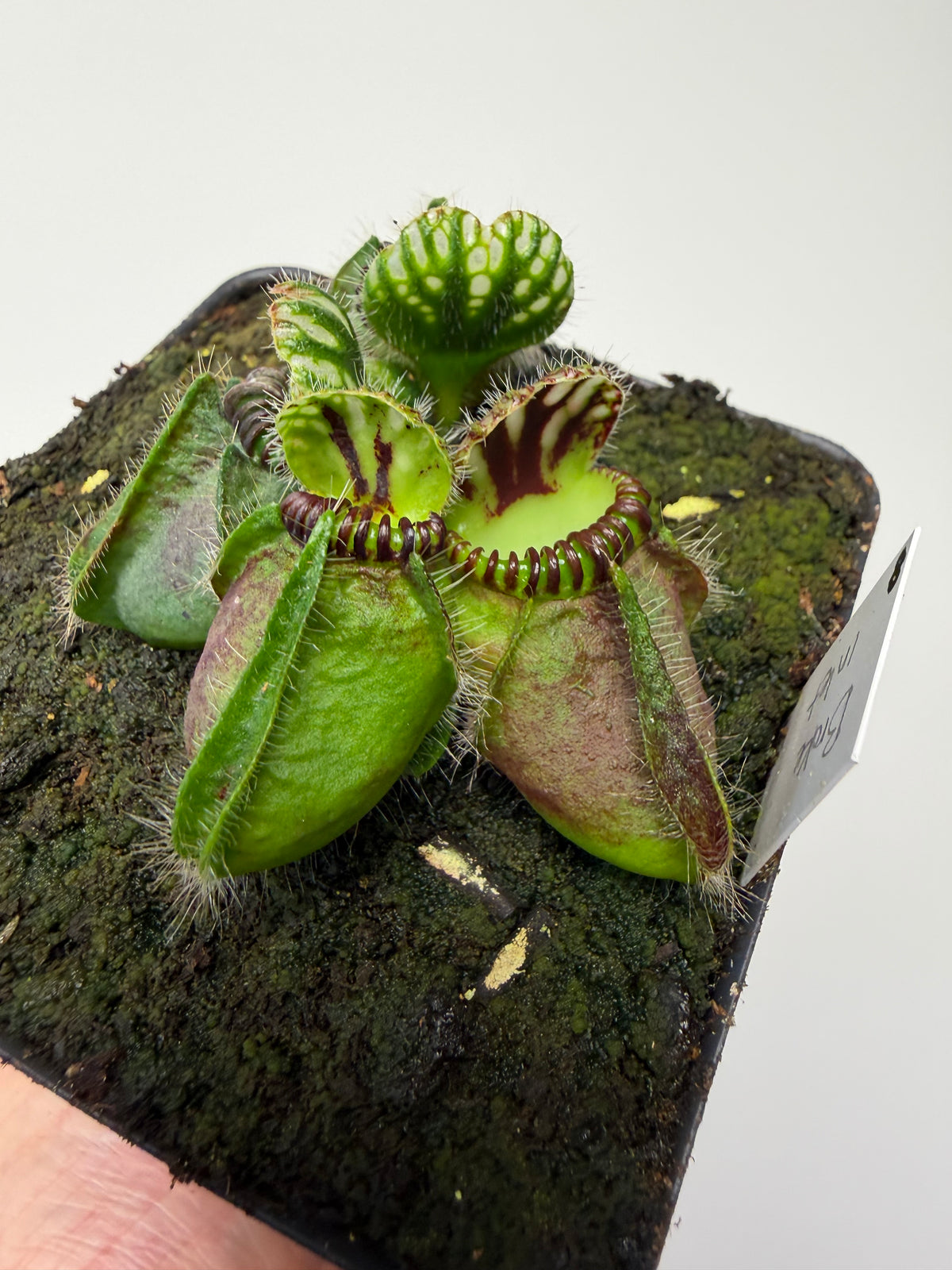 Cephalotus follicularis “Broke Inlet” (8)