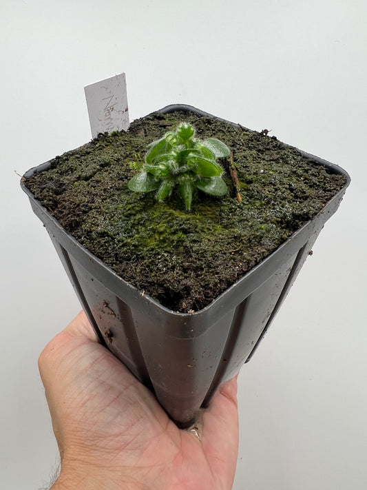 Cephalotus follicularis “Norma”