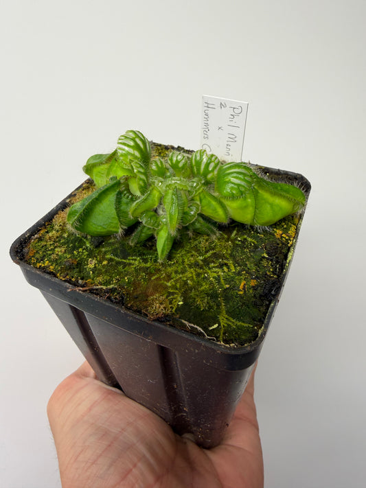 Cephalotus follicularis “Phil Mann” x “Hummers Giant” #2