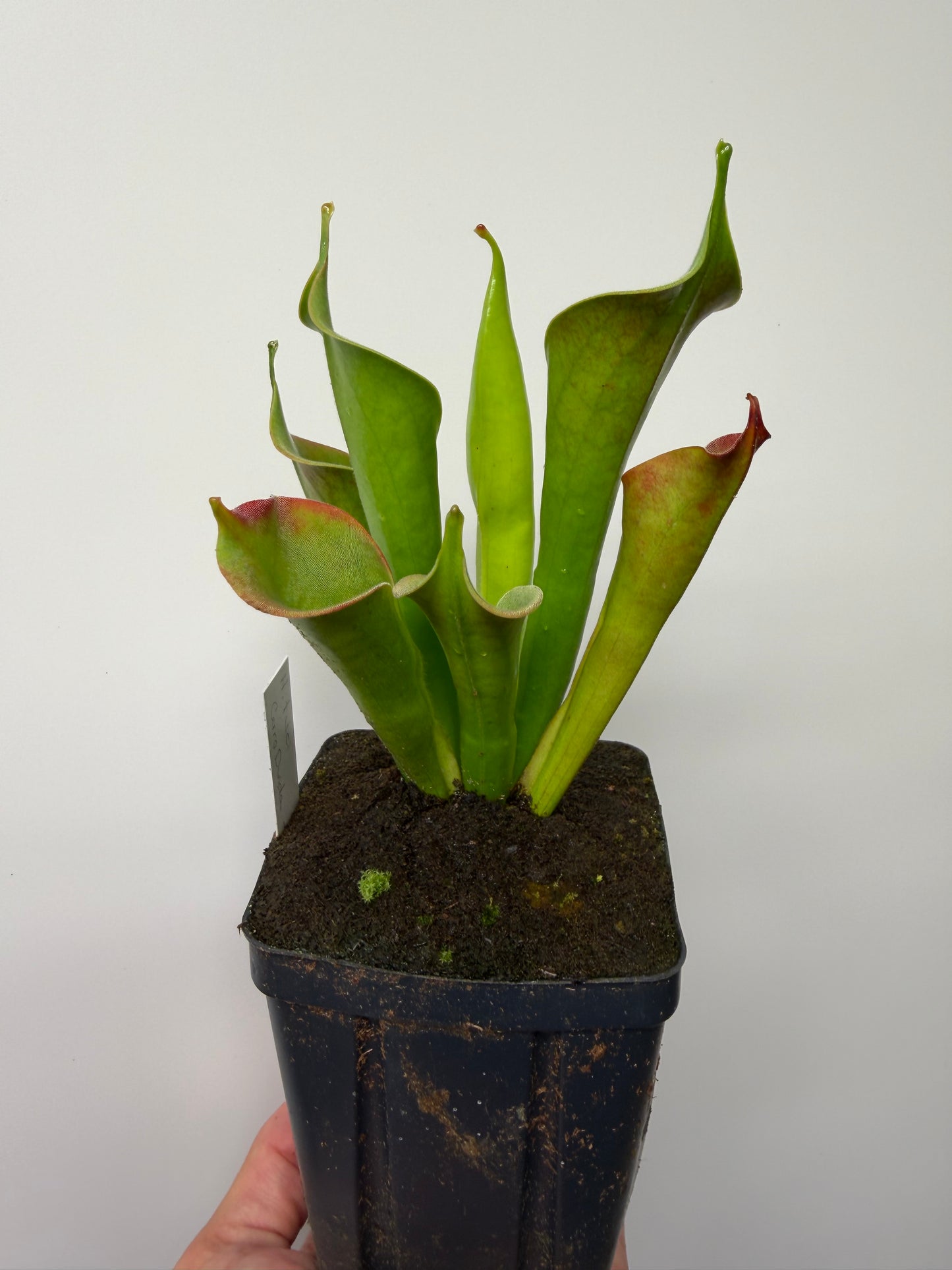 Heliamphora tatei (Cerro Duida)