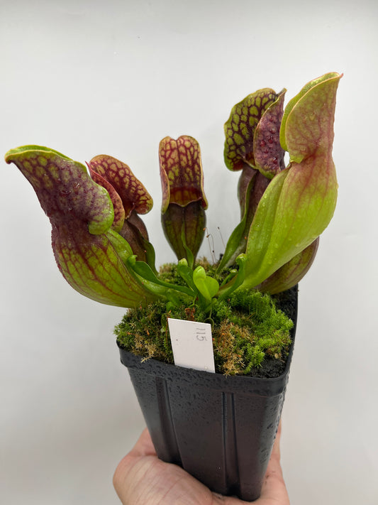 Sarracenia purpurea ssp. purpurea (Centre Co, PA) - Seed Grown #115