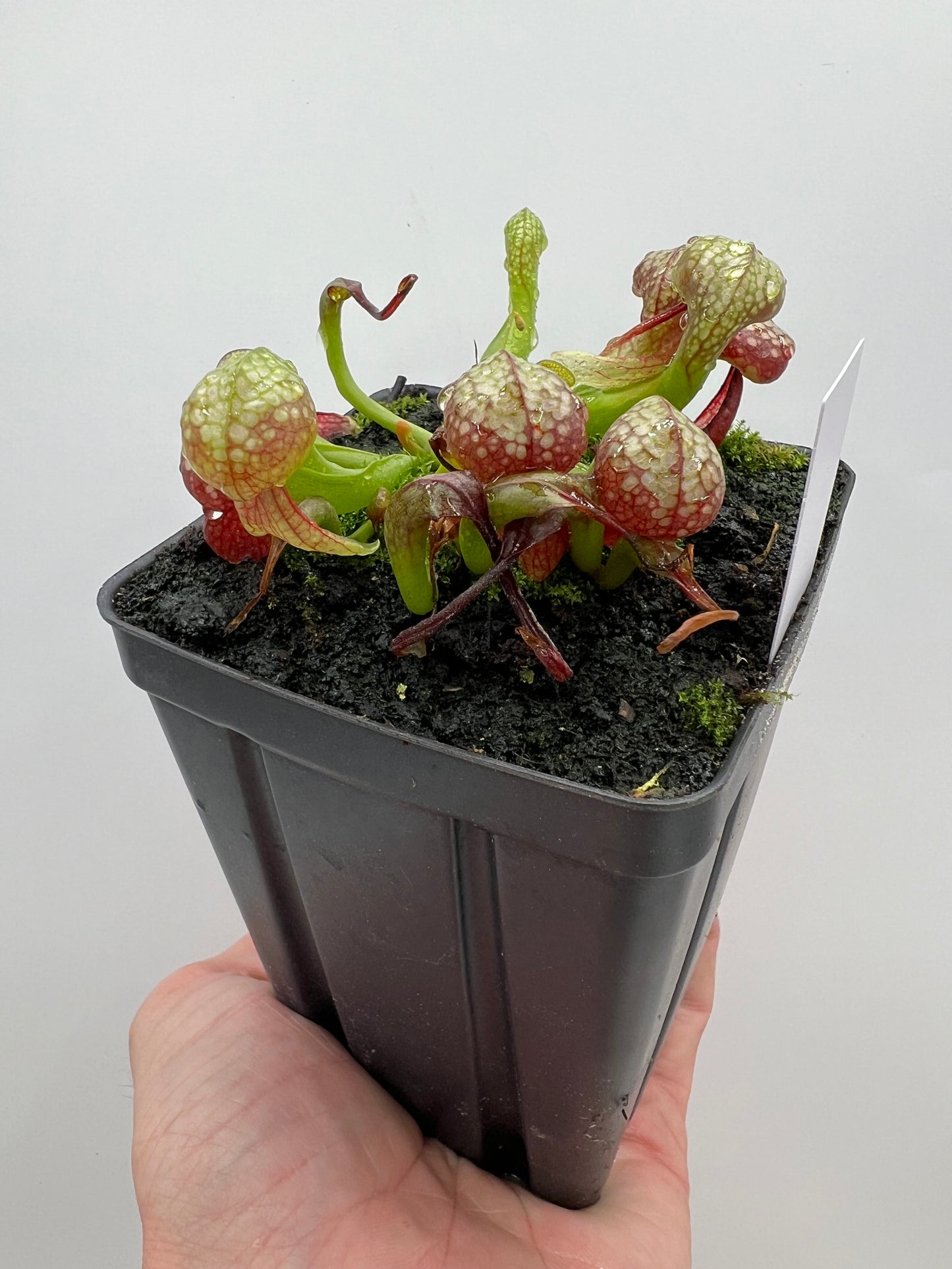 Darlingtonia californica (Cobra Pitcher Plant) - Seed Grown #151